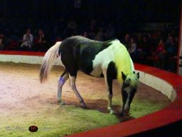 Circus YAKARI Show am 04.10.2024